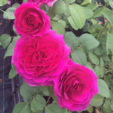 ROSIER DÉCOROSIERS® PARFUMÉ VOLUPTIA® PURPLE