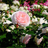ROSIER GRIMPANT 'PIERRE DE RONSARD®'