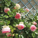 ROSIER GRIMPANT 'PIERRE DE RONSARD®'