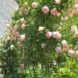 ROSIER GRIMPANT 'PIERRE DE RONSARD®'