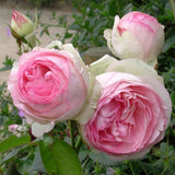 ROSIER GRIMPANT 'PIERRE DE RONSARD®'