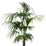 KENTIA 180/200 CM