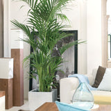 KENTIA 180/200 CM
