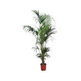 KENTIA 180/200 CM
