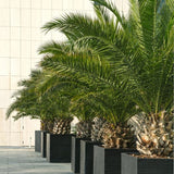 PALMIER PHOENIX CANARIENSIS