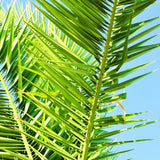 PALMIER PHOENIX CANARIENSIS