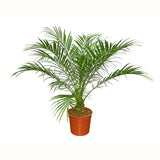 PALMIER PHOENIX CANARIENSIS
