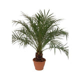 PALMIER PHOENIX CANARIENSIS