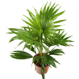 PALMIER LIVINGSTONIA ROTUNDIFOLIA