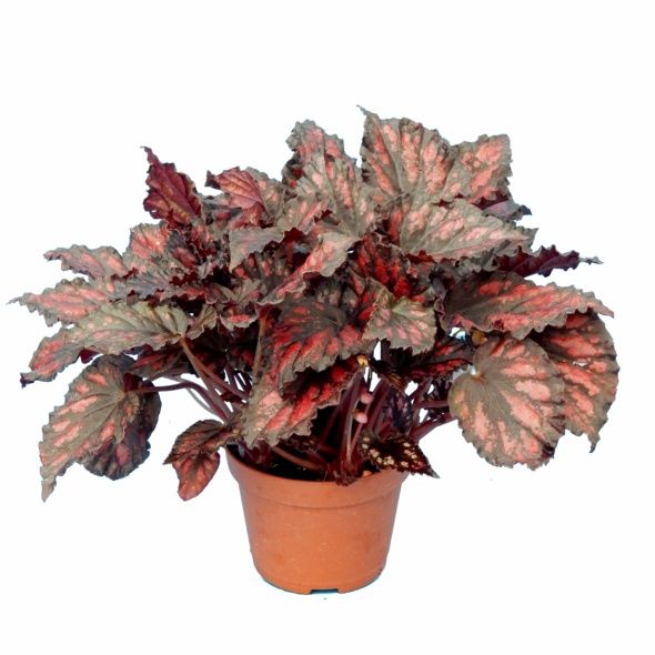 BÉGONIA REX 30 CM