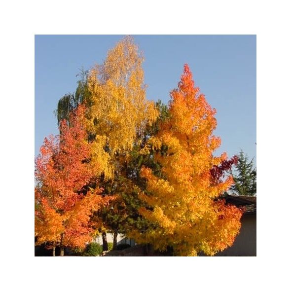 LIQUIDAMBAR STYRACIFLUA