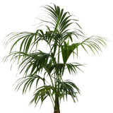 PALMIER KENTIA HOWEA FORSTERIANA