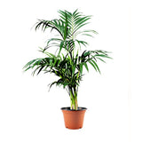 PALMIER KENTIA HOWEA FORSTERIANA