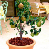 POIRIER NAIN AUTOFERTILE 'GARDEN GEM®' EN POT