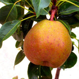 POIRIER NAIN AUTOFERTILE 'GARDEN GEM®' EN POT