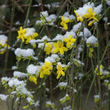 JASMIN D'HIVER