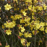 JASMIN D'HIVER