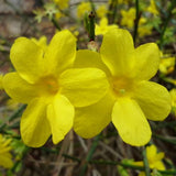 JASMIN D'HIVER