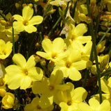 JASMIN D'HIVER