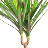 DRACAENA MARGINATA 160/170CM (4 PIEDS)