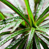 DRACAENA MARGINATA 160/170CM (4 PIEDS)