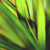 DRACAENA MARGINATA 160/170CM (4 PIEDS)