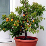 ABRICOTIER NAIN AUTOFERTILE 'GARDEN APRIGOLD®' EN POT