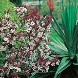 PÊCHER NAIN 'CRIMSON®' EN POT