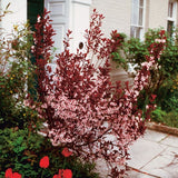 PÊCHER NAIN 'CRIMSON®' EN POT