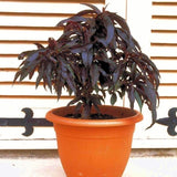 PÊCHER NAIN 'CRIMSON®' EN POT