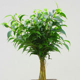 FICUS NATASCHA, TRONC JUTE