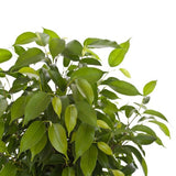 FICUS NATASCHA, TRONC JUTE