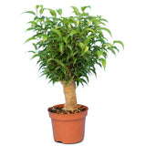 FICUS NATASCHA, TRONC JUTE