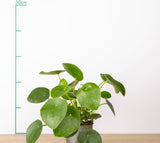 PILEA