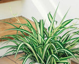 CHLOROPHYTUM ELATUM