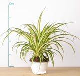 CHLOROPHYTUM ELATUM